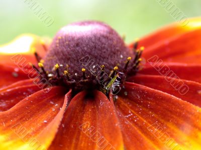 red flower