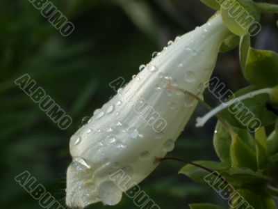 white flower