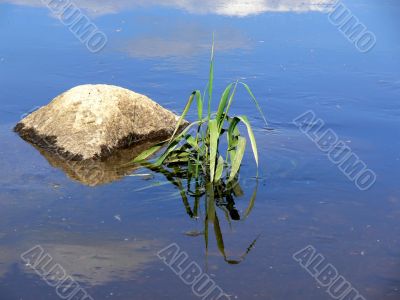 Stone and plants in water