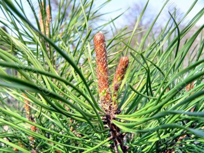 PINE BRANCH