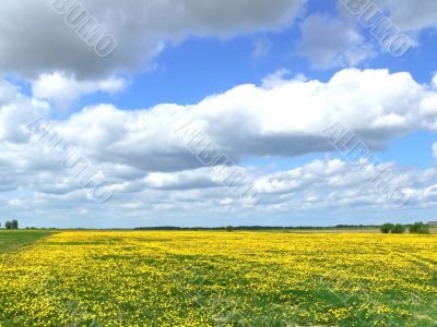 Yeallow field