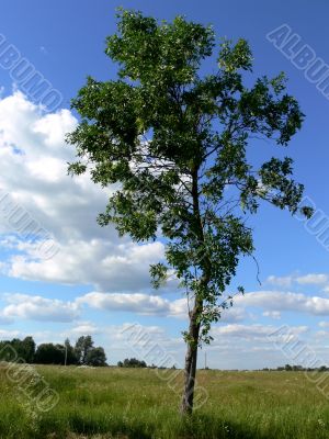 Lonely tree