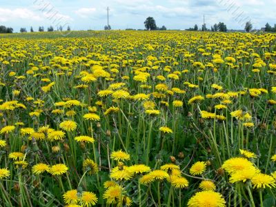 Yeallow field
