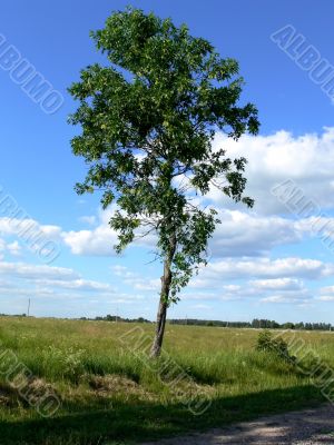 Lonely tree