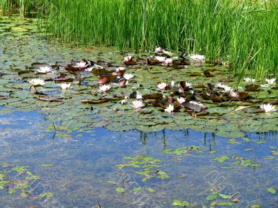 Water lilly