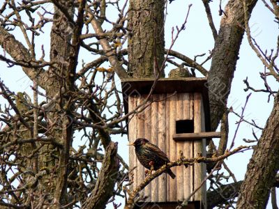 Starlings returned...