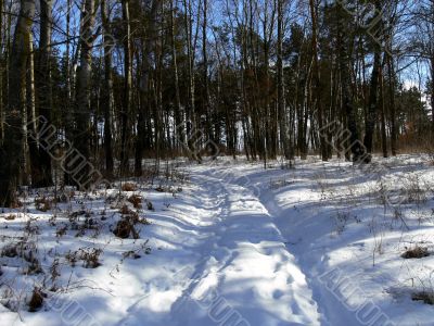 winter forest