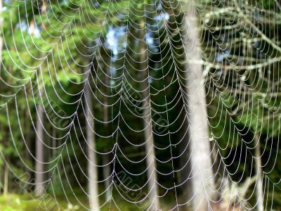 Spider’s web