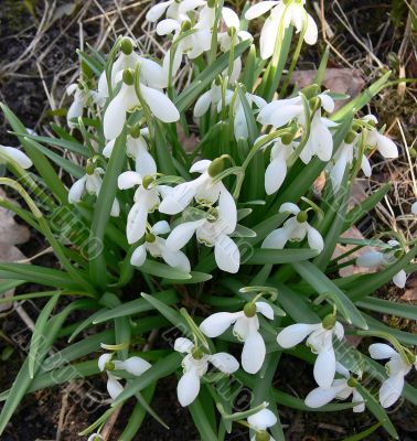 Snowdrops