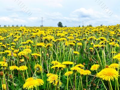 Carpet full of dandelions