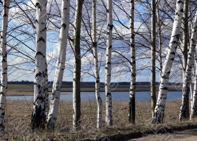 Birch tree