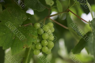 Cluster of a grapes