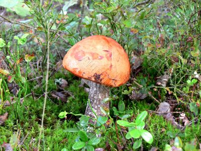 Boletus mushroom