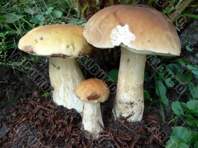 Three Boletus