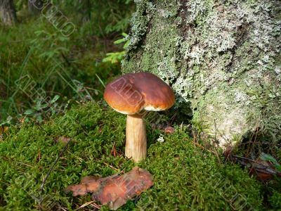 Boletus mushroom