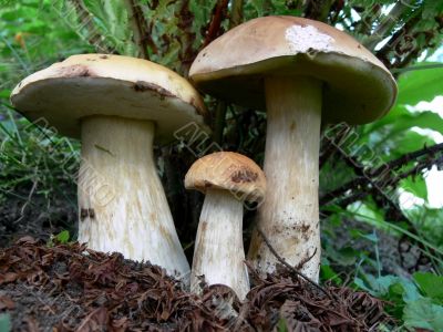 Three Boletus