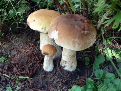 Three Boletus