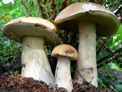 Three Boletus