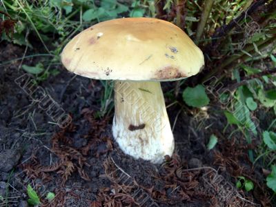 Boletus