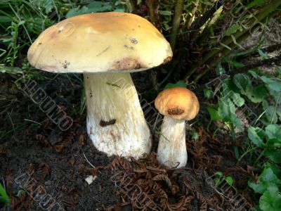 Two boletus