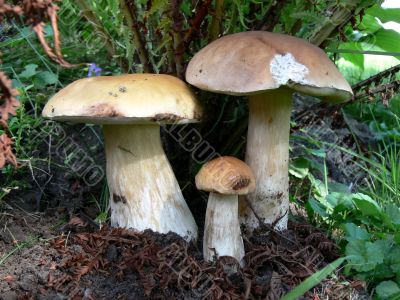 Three Boletus