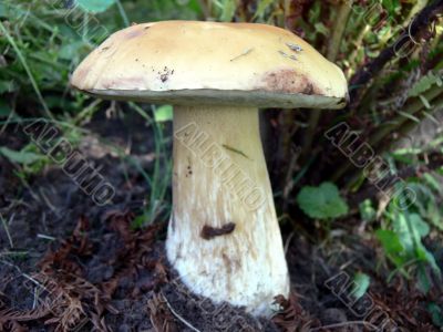 Boletus