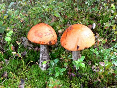Boletus mushroom