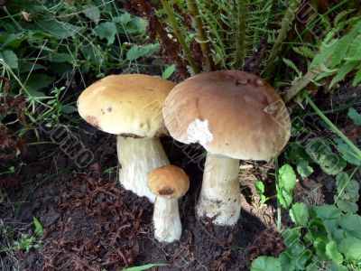 Three Boletus