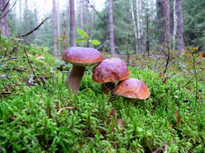 Boletus mushroom