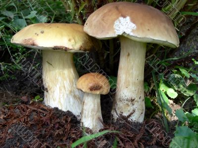Three Boletus