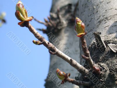 birch of the bud