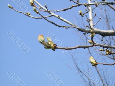 birch of the bud
