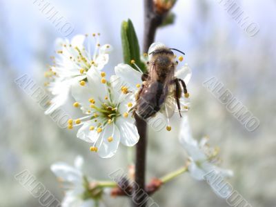 bee on flowerses to aple trees