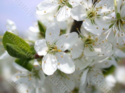flowerses to aple trees
