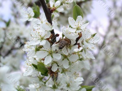 flowerses to aple trees