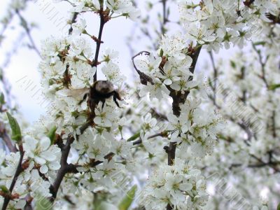 flowerses to aple trees