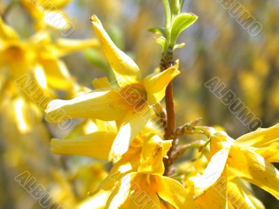 yellow flowers