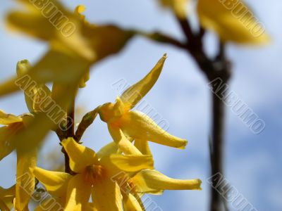 yellow flowers