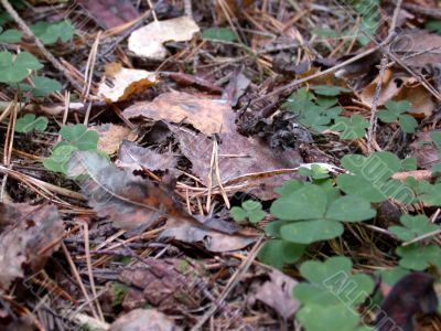 Forest, autumn, leafs
