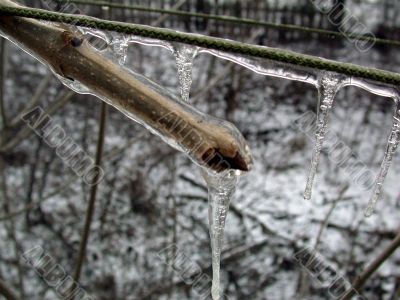ice on branch
