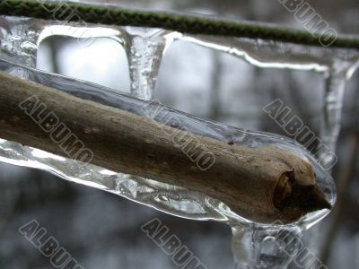 ice on branch