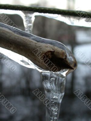 ice on branch