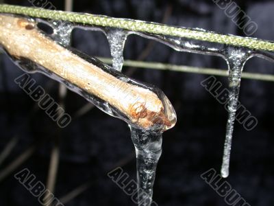 ice on branch