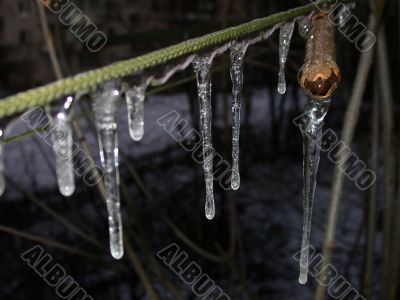 ice on branch