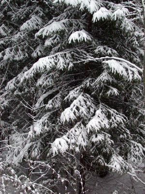 Spruce in snow