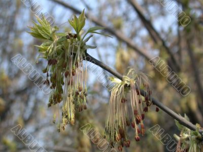 buds of the birch