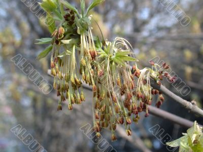 buds of the birch
