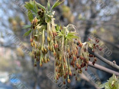 buds of the birch