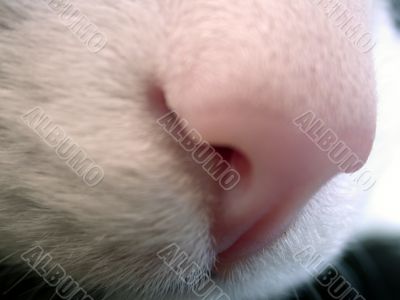feline nose