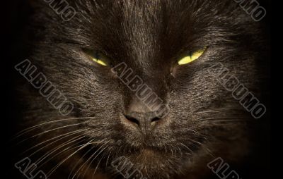 Cats face